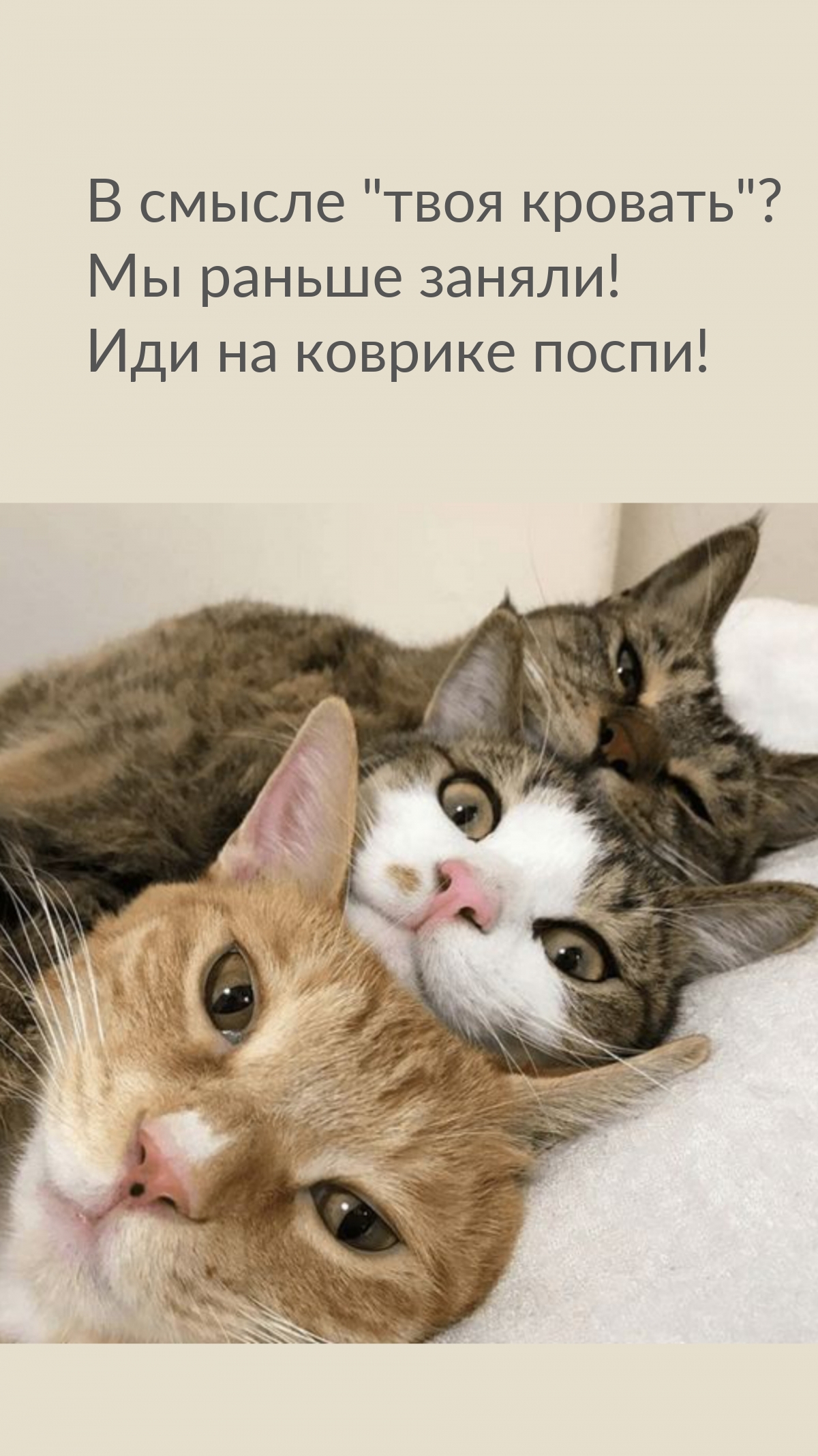 В смысле «твоя кровать»? Мы раньше заняли! Иди на коврике поспи!