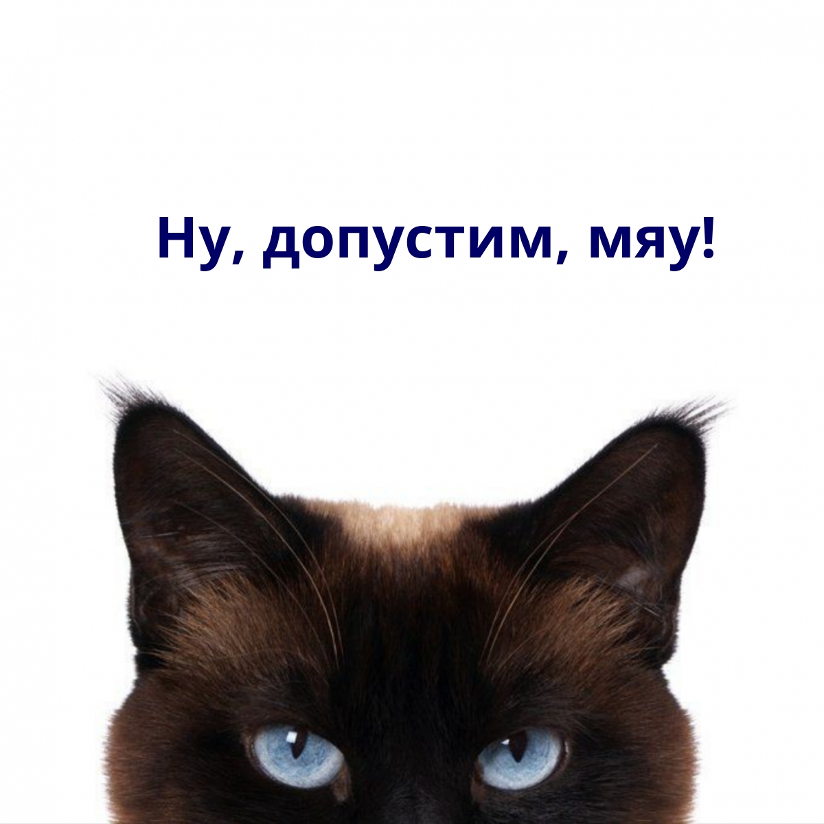 Ну, допустим, мяу!