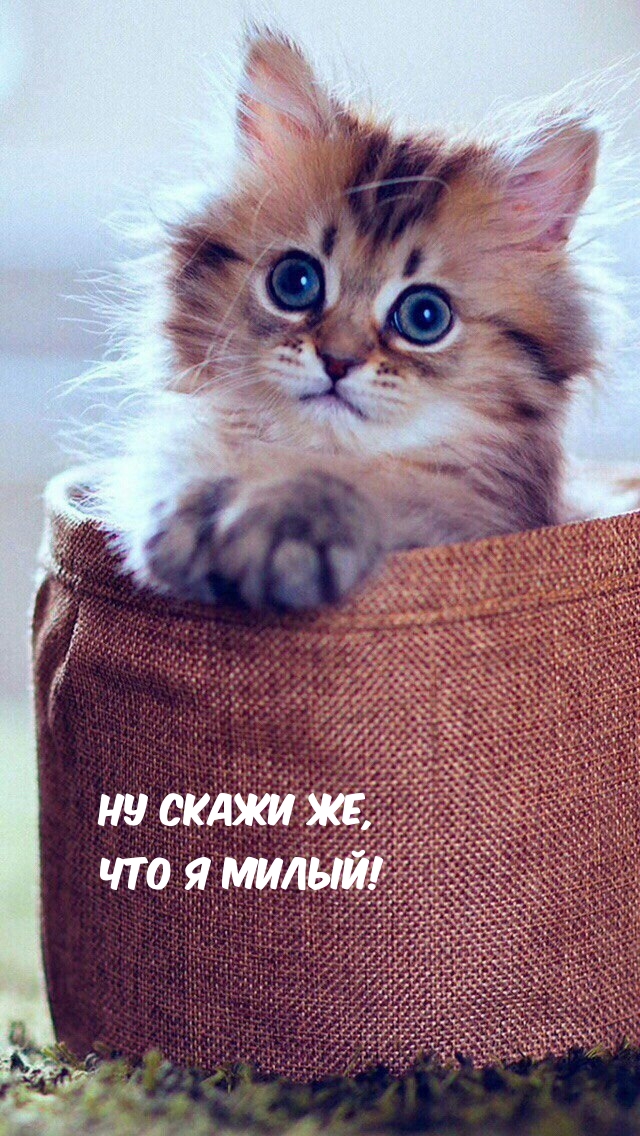 Ну скажи же, что я милый!