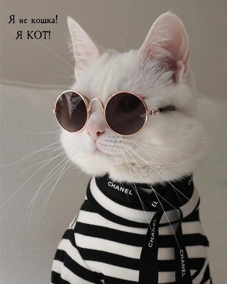 Я не кошка! Я КОТ!