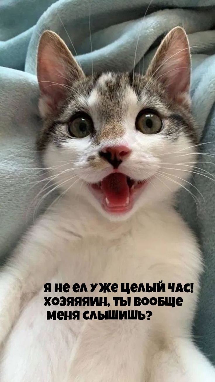 Я не ел уже целый час! Хозяяяин, ты вообще меня СЛЫШИШЬ?