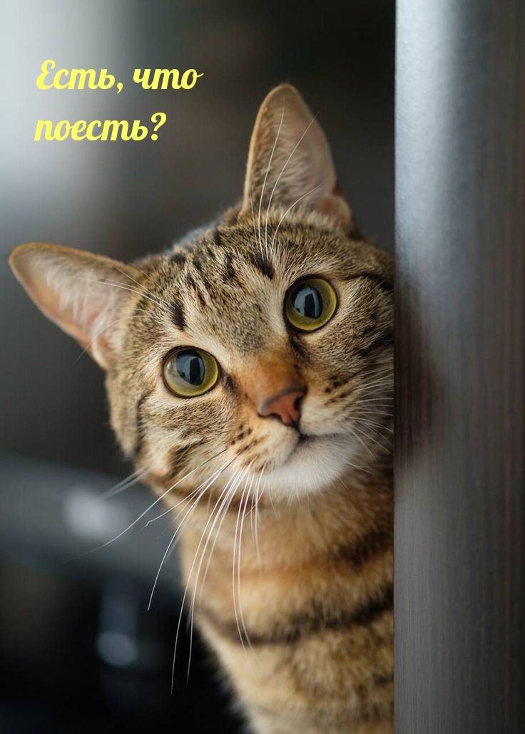 Есть, что поесть?