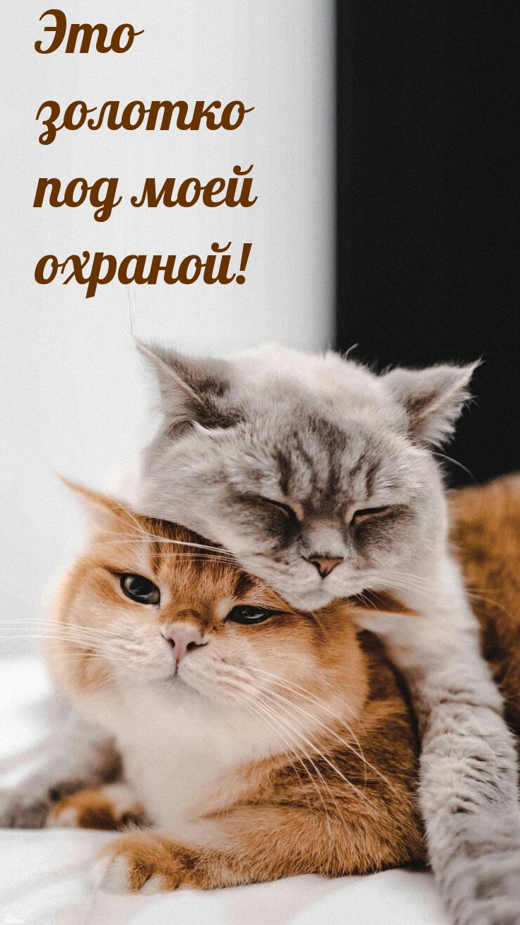 Это золотко под моей охраной!