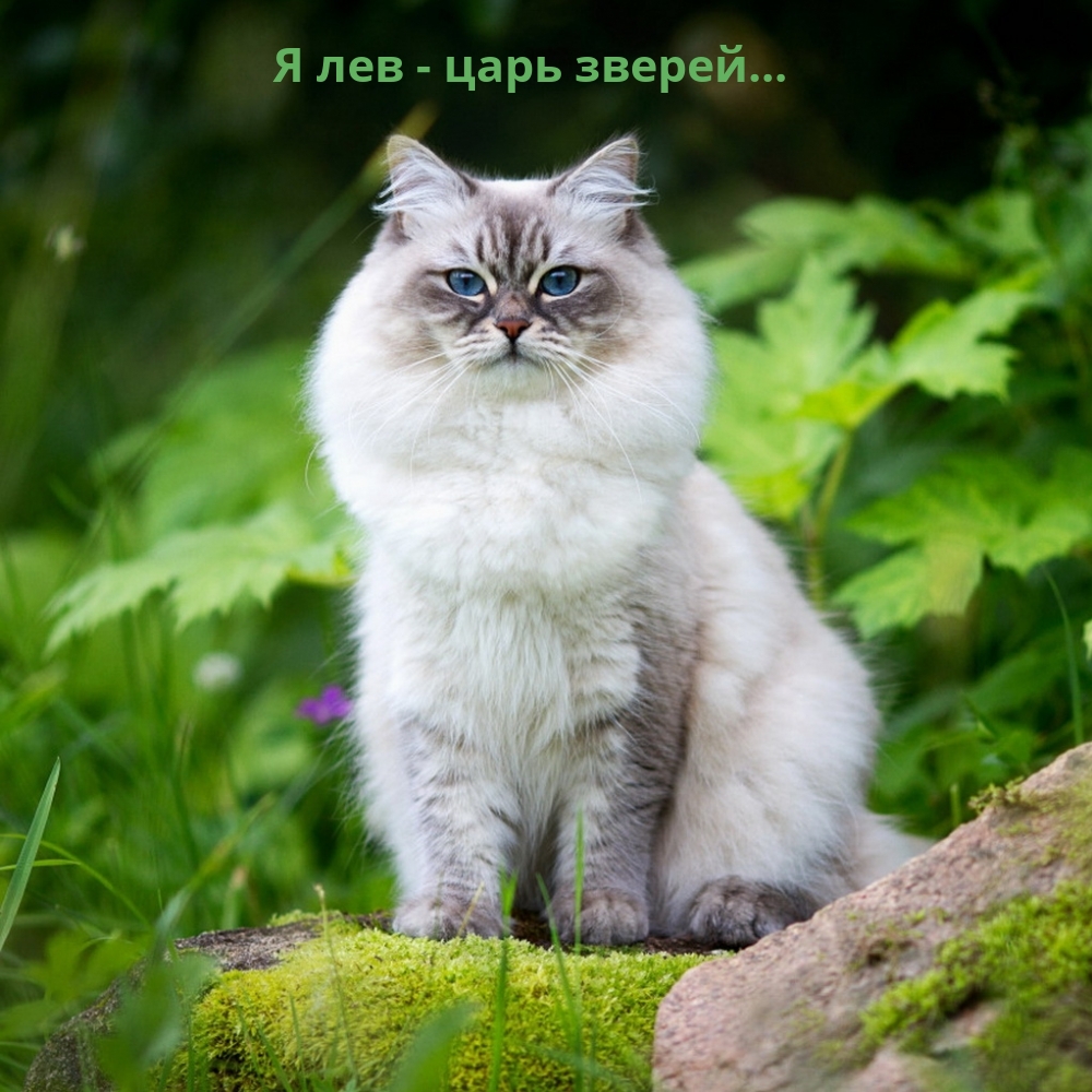 Я лев — царь зверей…