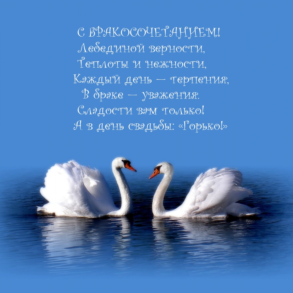 С бракосочетанием! Лебединой верности, теплоты и нежности