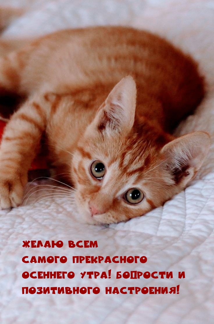Желаю всем самого прекрасного осеннего утра!