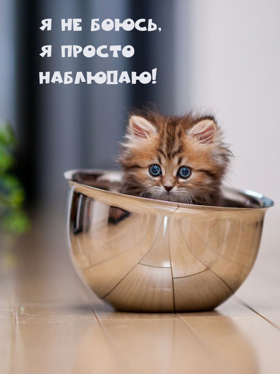 Я не боюсь, Я просто Наблюдаю!