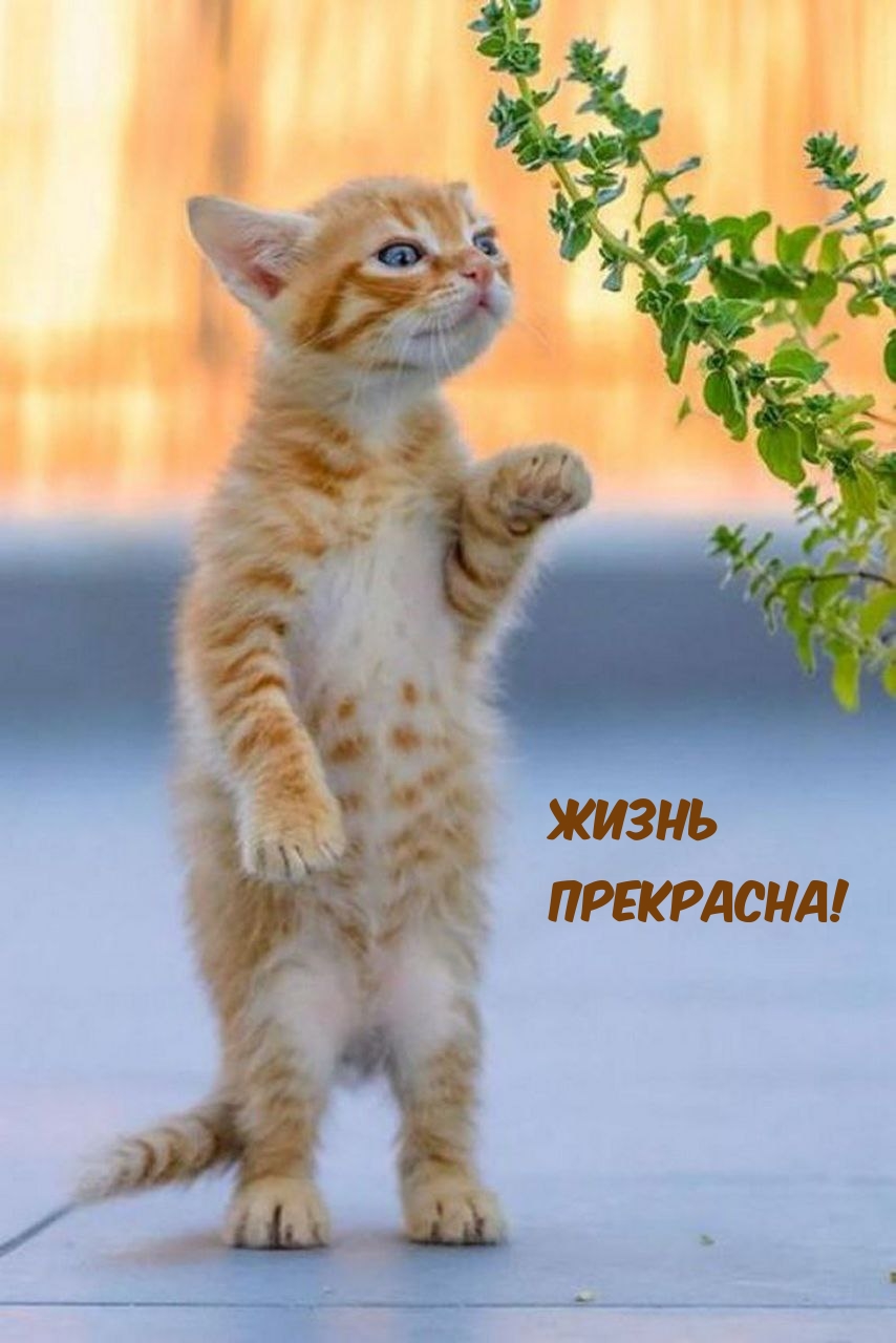 Жизнь Прекрасна!