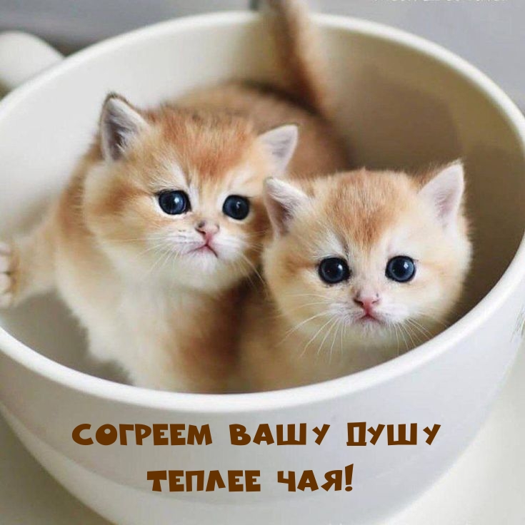 Согреем вашу душу теплее чая!