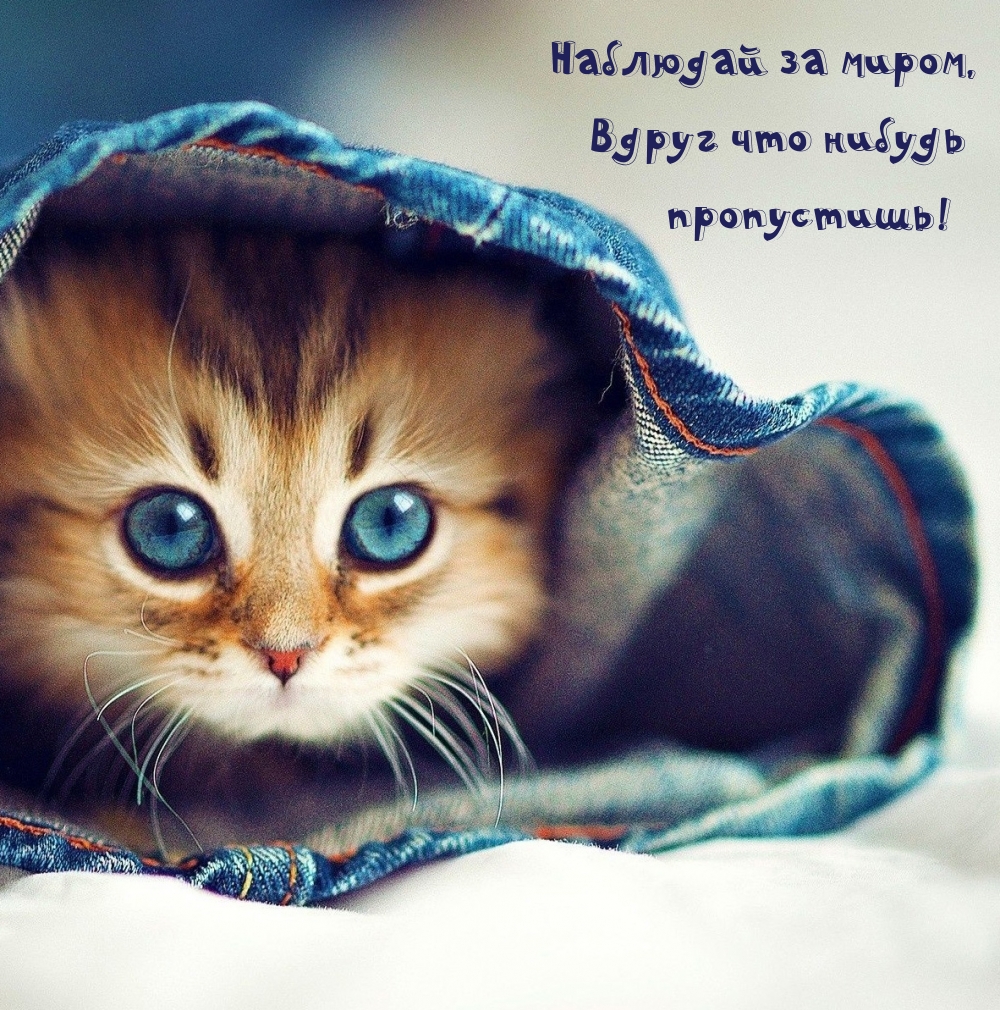 Наблюдай за миром, вдруг что нибудь пропустишь!