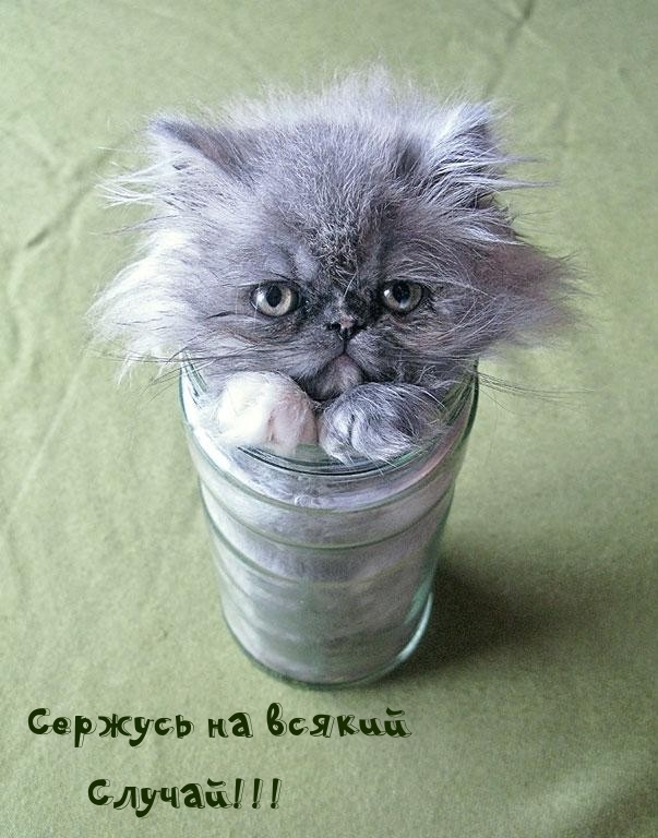 Сержусь на всякий случай!