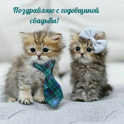 Поздравляю с годовщиной свадьбы!