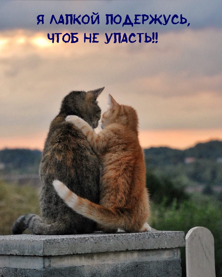 Я лапкой подержусь, чтоб не упасть!