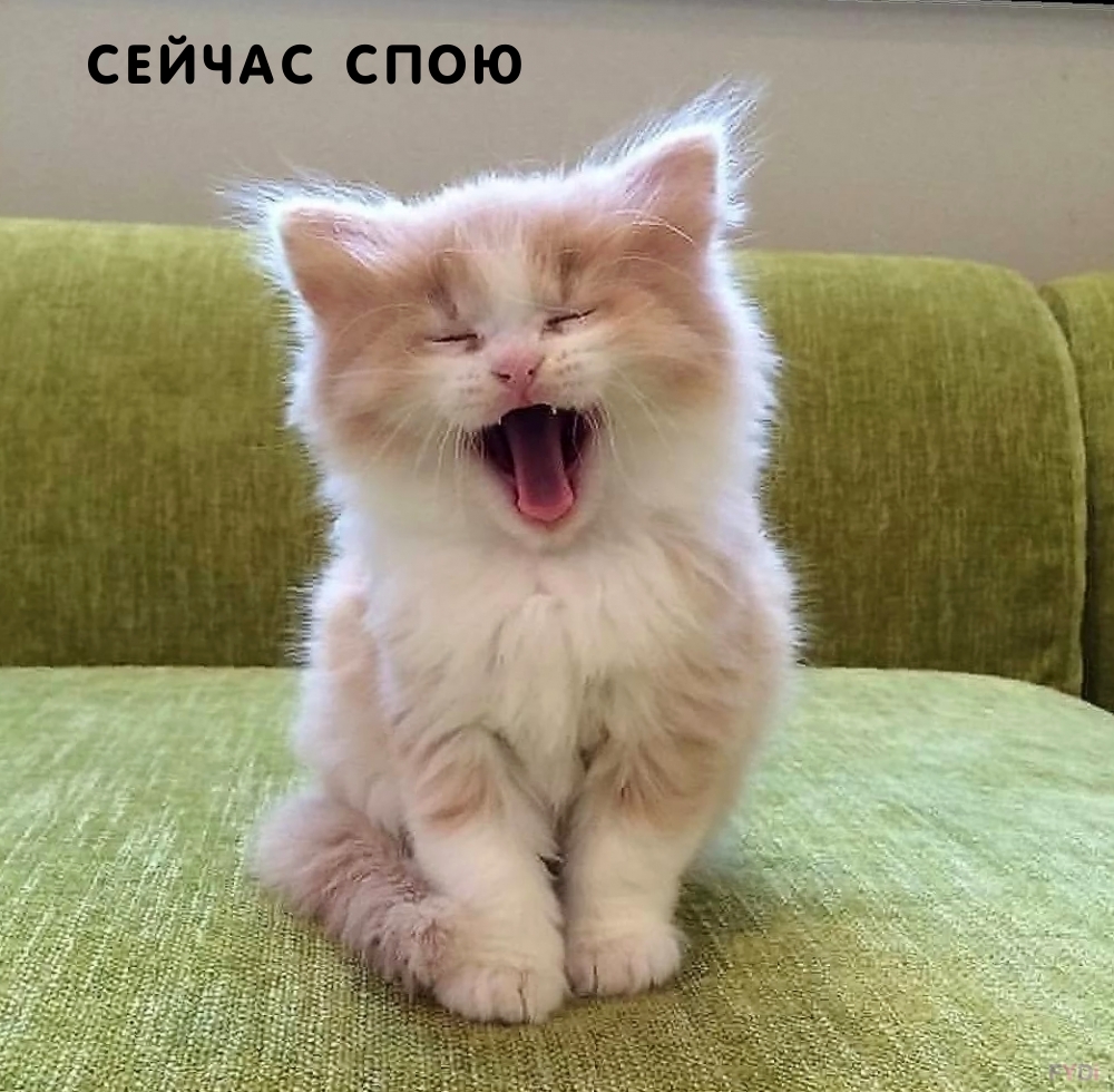 Сейчас спою