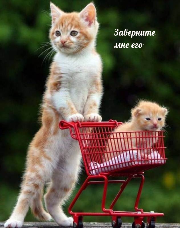 Заверните мне его
