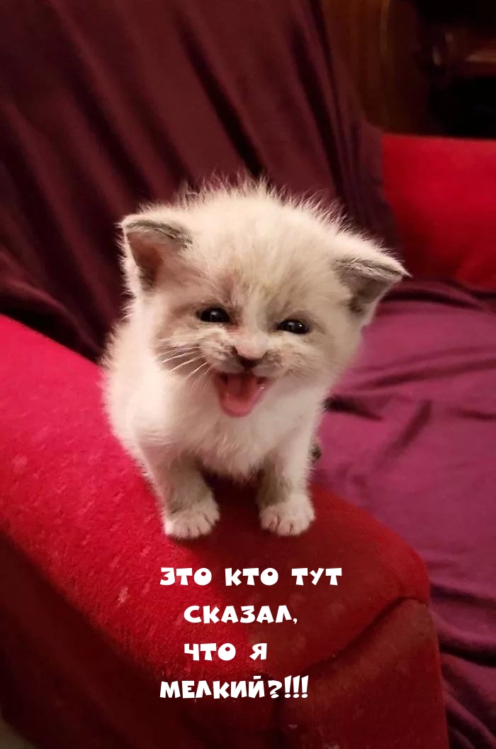 Это кто тут сказал, что я мелкий?!!!