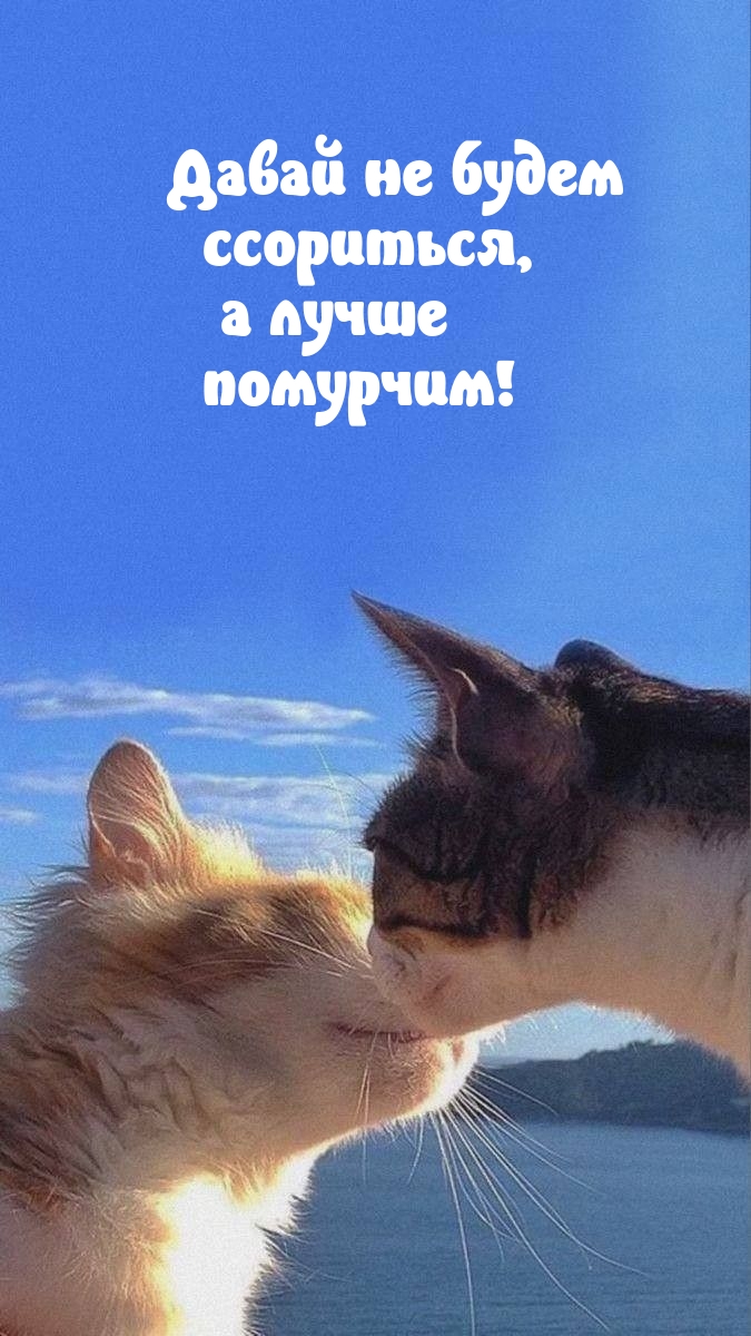 Давай не будем ссориться, а лучше помурчим!