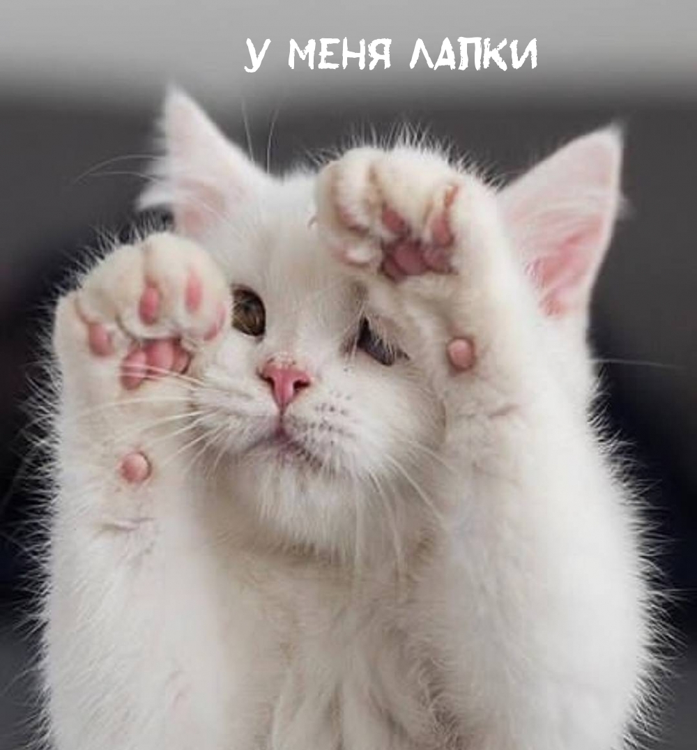 у меня лапки
