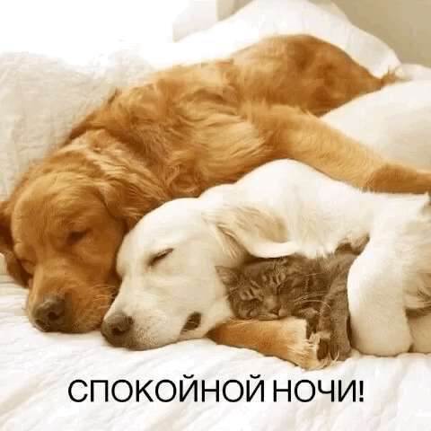 Спокойной ночи!