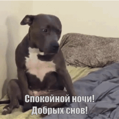Спокойной ночи! Добрых снов!