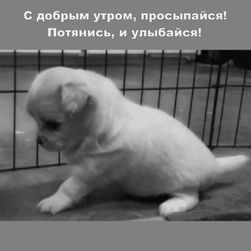 С добрым утром, просыпайся!