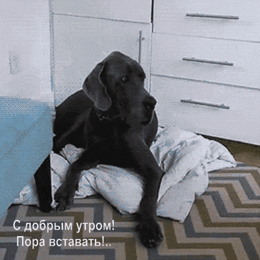 С добрым утром! Пора вставать!..