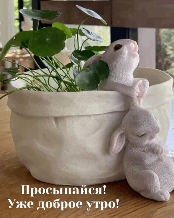Просыпайся! Уже доброе утро!