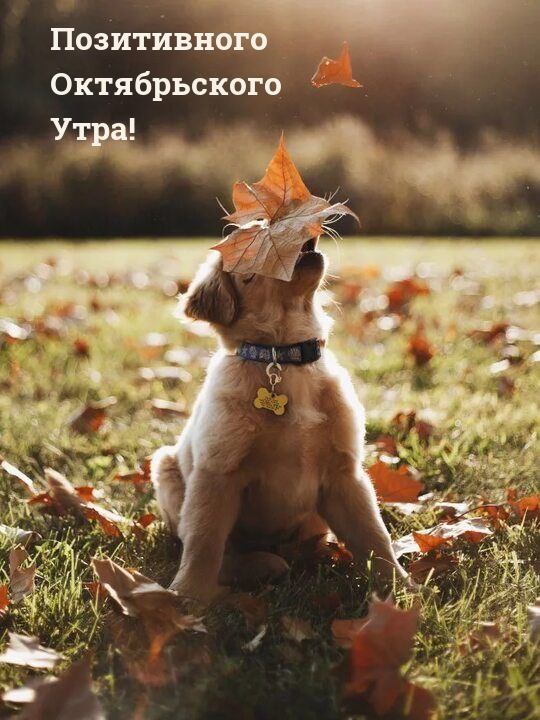 Позитивного Октябрьского Утра!