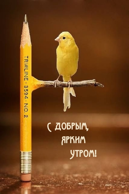 С добрым, Ярким Утром!