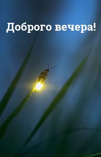 Доброго вечера!