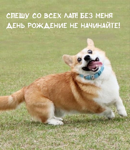 Спешу со всех лап! Без меня День рождение не начинайте!