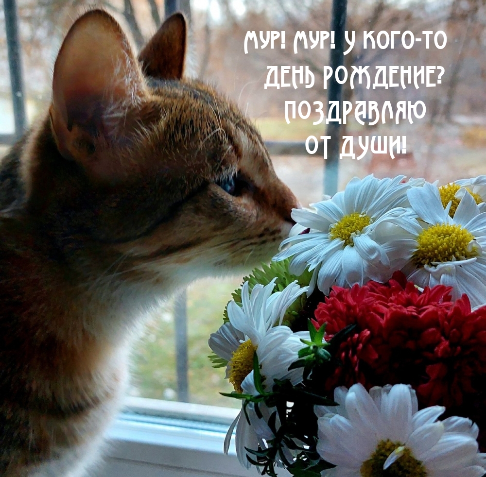 Мур! Мур! У кого-то ДЕНЬ РОЖДЕНИЕ?