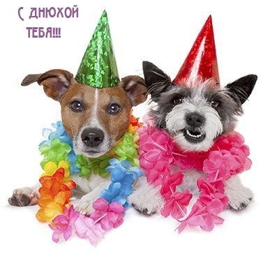 С днюхой тебя!
