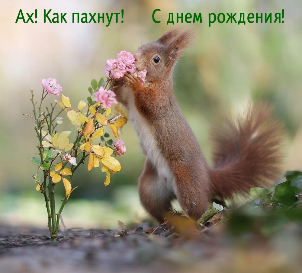 Ах! Как пахнут! С днем рождения!