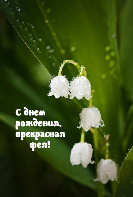 С днем рождения, прекрасная фея!