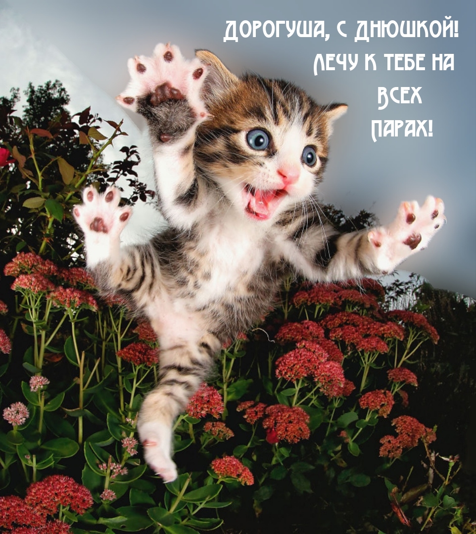 Дорогуша, с Днюшкой! Лечу к тебе на Всех Парах!