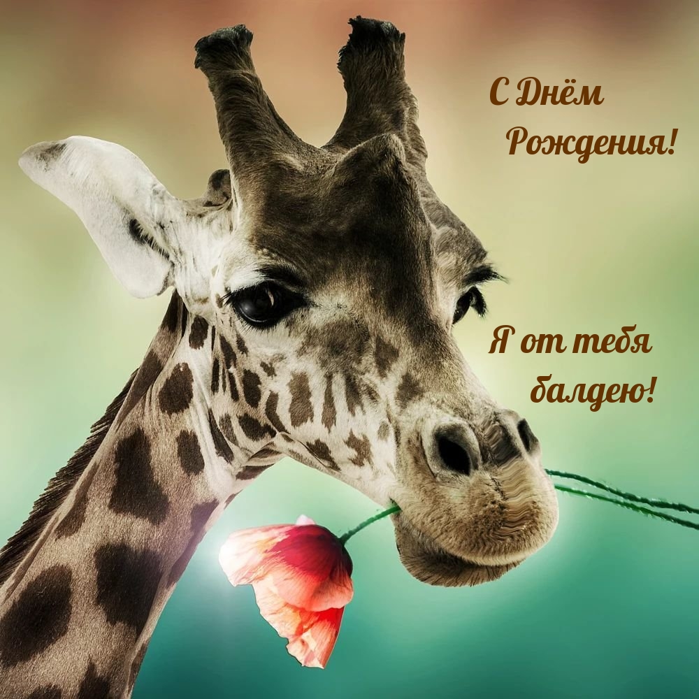 С Днём Рождения! Я от тебя балдею!