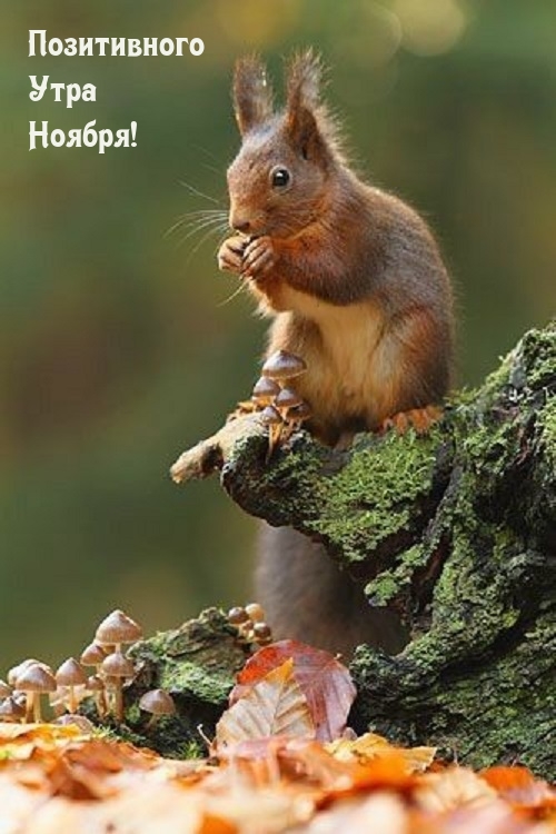 Позитивного Утра Ноября!