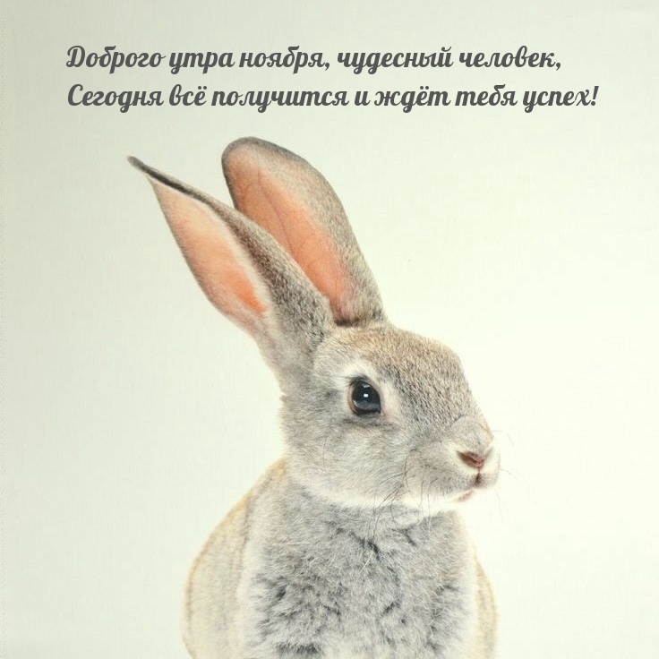 Доброго утра ноября, чудесный человек