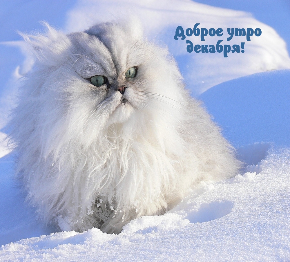 Доброе утро декабря!