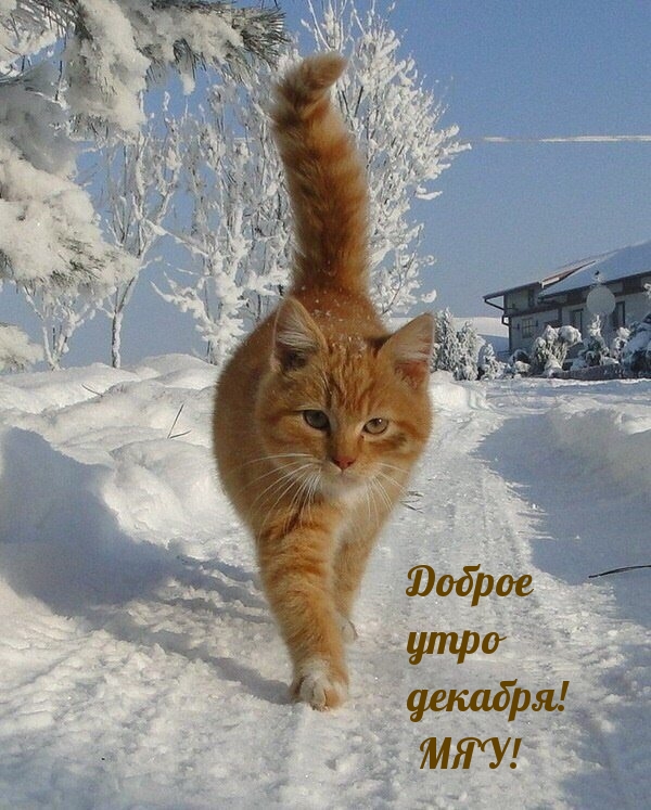 Доброе утро декабря! МЯУ!