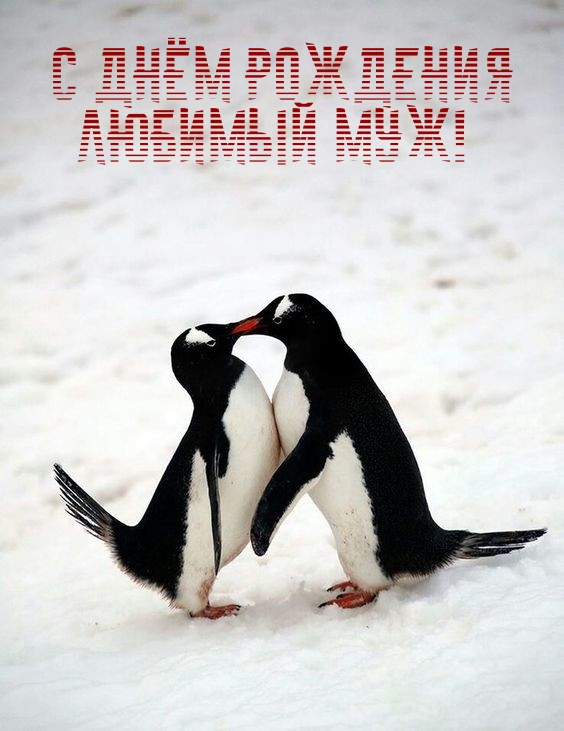 С Днём Рождения любимый муж!
