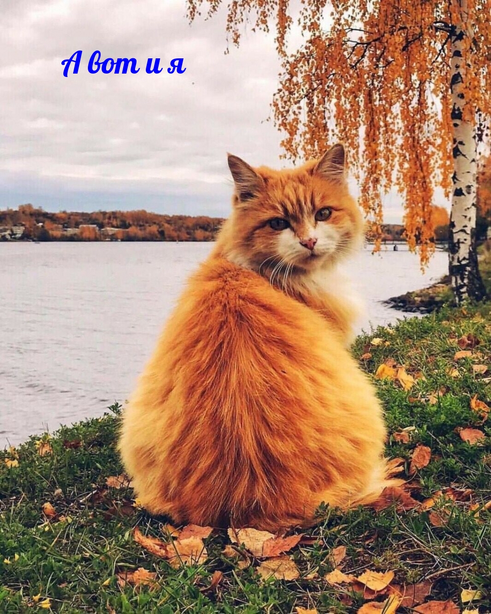 А вот и я
