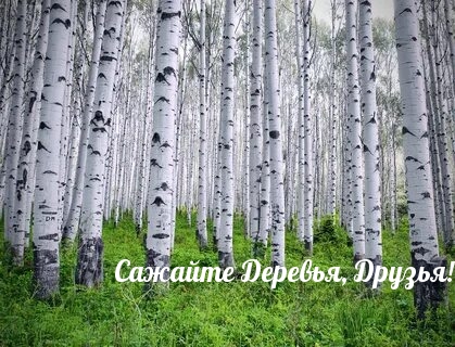 Сажайте Деревья, Друзья!