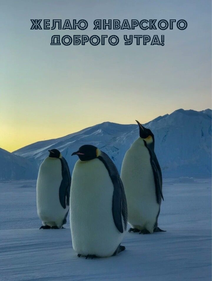 Желаю январского доброго утра!