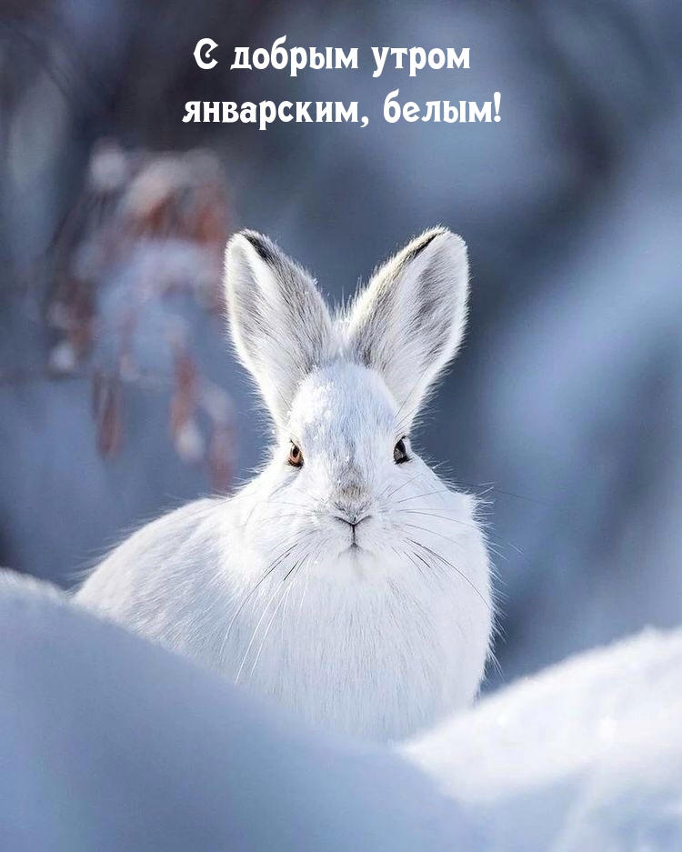 С добрым утром январским, белым!