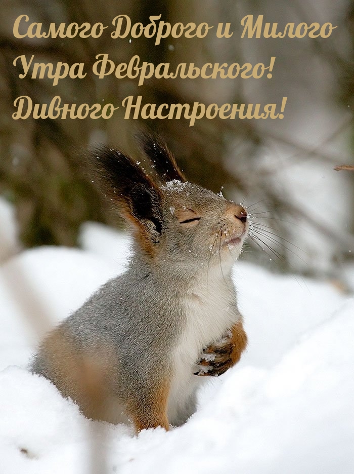 Самого доброго и милого утра февральского!
