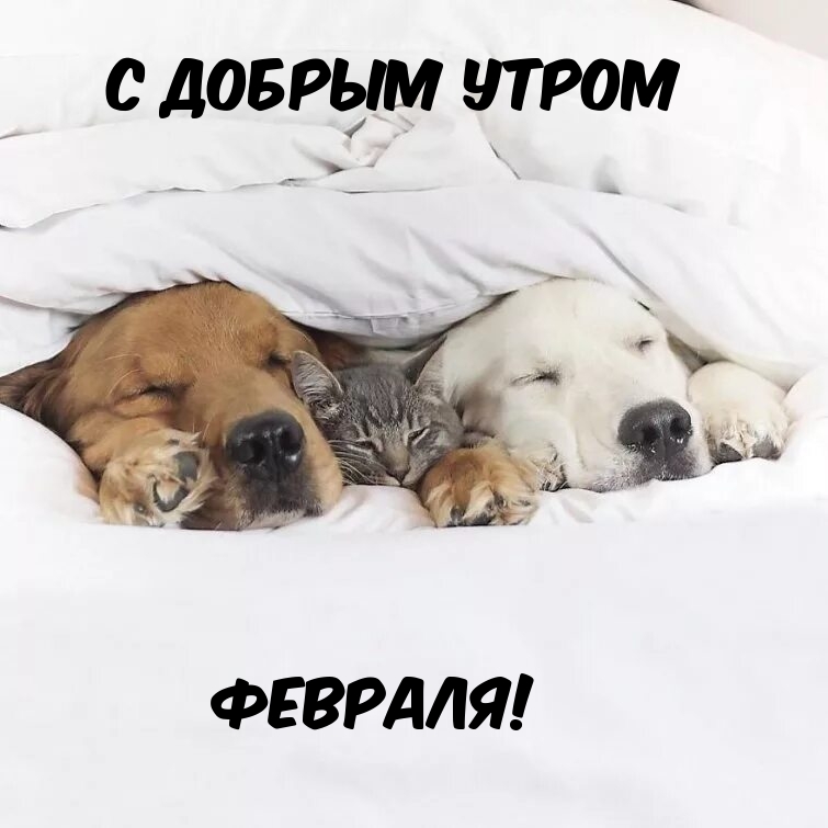 С добрым утром февраля с котиком и псами!