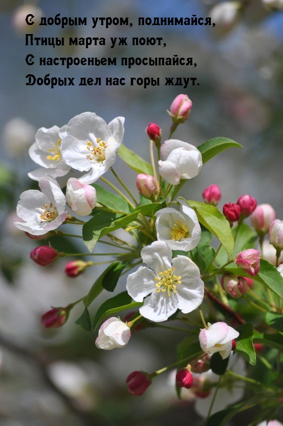 С добрым утром, поднимайся, птицы марта уж поют