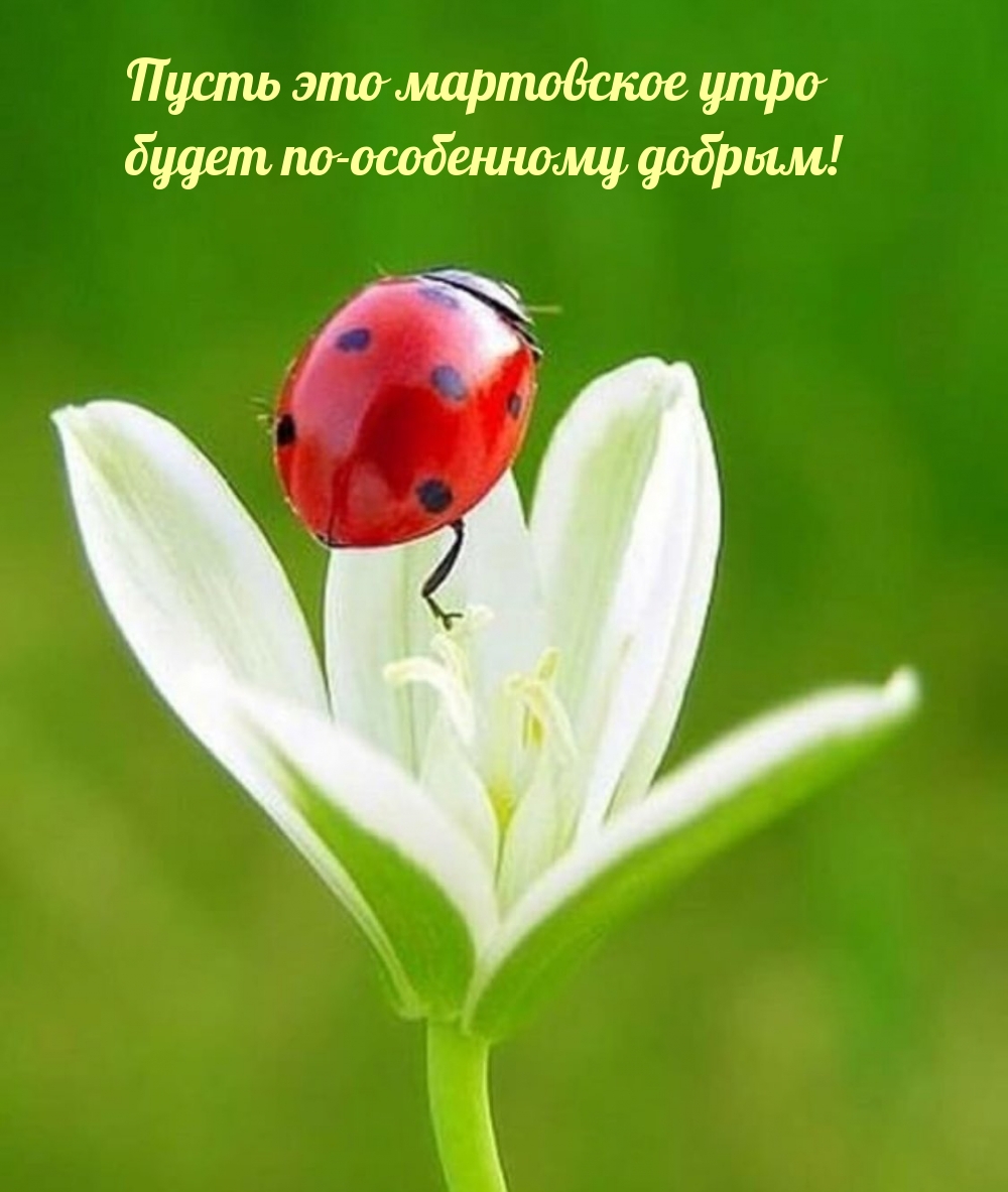 Пусть это мартовское утро будет по-особенному добрым!